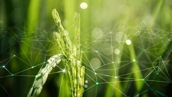 IoT and AgriTech as allies to optimize production process.